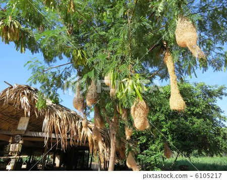 緬甸的村莊 6105217