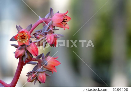 石蓮花 6106408