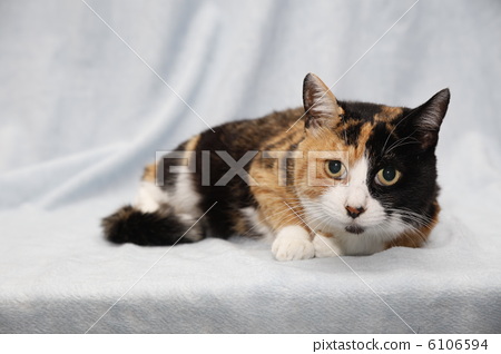 Stock Photo: japanese cat, calico cat, cat