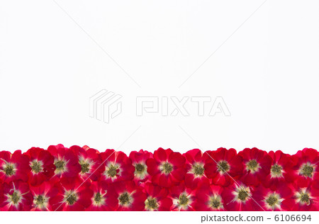 Rose pressed flower 6106694