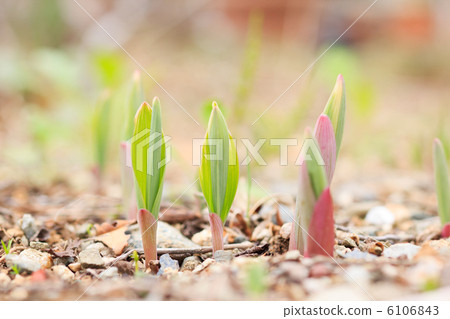 Germination of Amadocologo 6106843