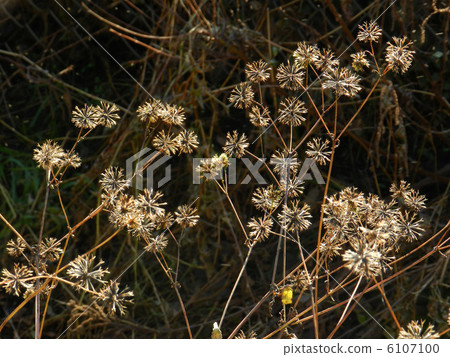 Coensenga(蚱蜢) Coensenga(蚱蜢) 6107100