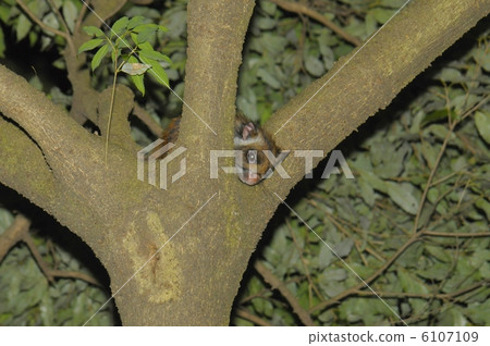 武藏3299 武藏3299 6107109