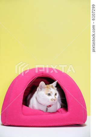 Cat's house 6107299