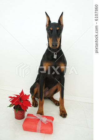 Christmas Doberman 6107860