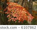 Autumn leaves 6107862