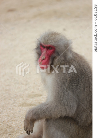 Japanese macaques 6108159