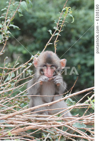 Child of Japanese monkey 6108160