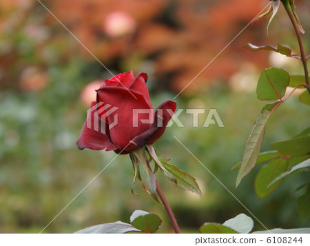 Darklet flower Valkarrol Darklet flower Valkarrol 6108244