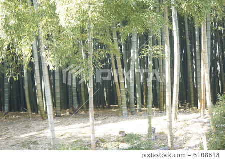 竹林 6108618