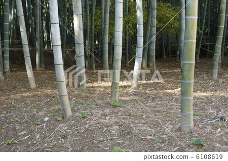  竹林 6108619