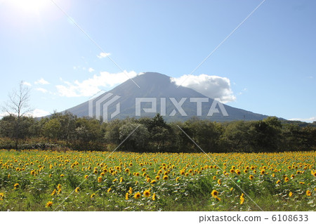 Mt. Yotei and Sunflower 6108633