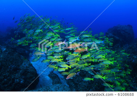 Flock of Yosugefedai Flock of Yosugefedai 6108688