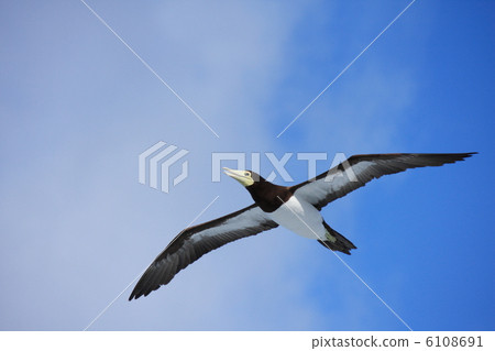 Bonito Bonito 6108691