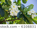 Tiire 6108831