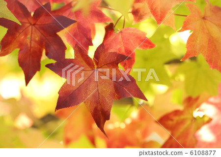 紅葉 6108877