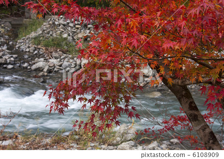 湯川谷的秋葉 6108909