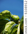 Noni noodles 6108912