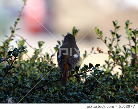 Wild bird Wild bird 6108977