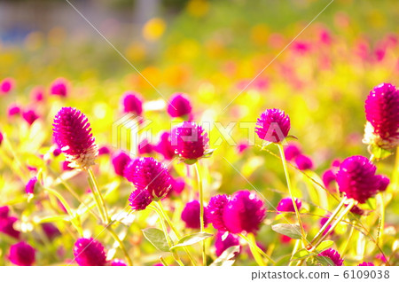 閃耀Sennichiko 6109038