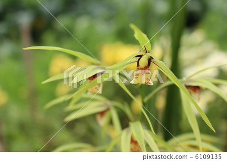 Buddha Buddha 6109135