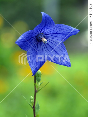 Powered by Translate 6109193