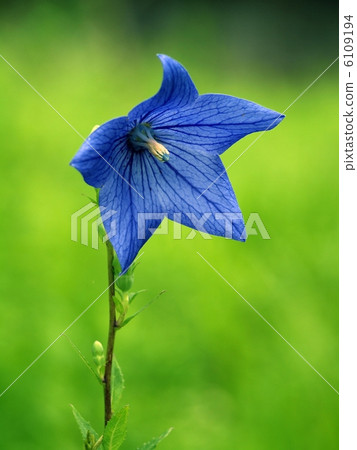 Powered by Translate 6109194