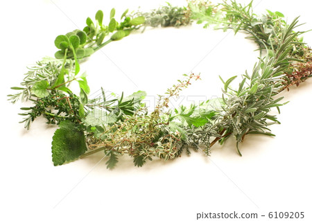 新鮮藥草租賃 新鮮藥草租賃 6109205