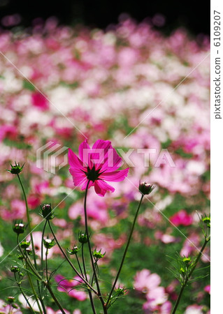 Fall cherry tree 6109207