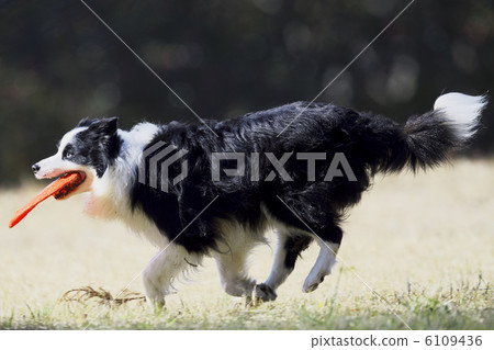 Frisbee dog 6109436