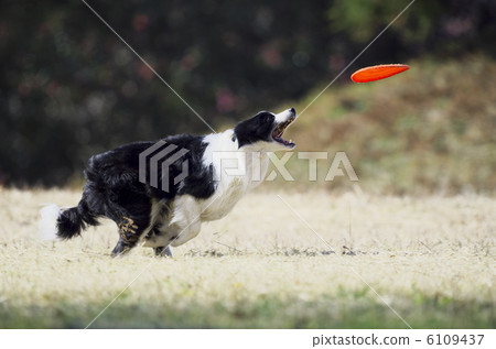 飛盤狗 6109437