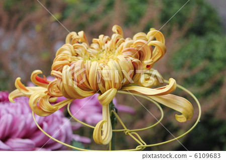 秋天的花朵 秋天的花朵 6109683