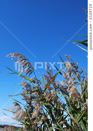 Susuki的秋天的天空 6109719