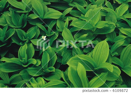 Ooba nano enlivis Ooba nano enlivis 6109872