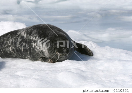 Grey seal 6110231