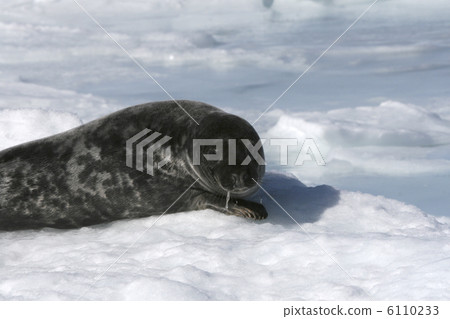 Grey seal 6110233