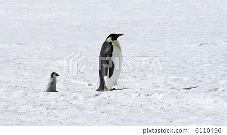 Emperor penguins (Aptenodytes forsteri) Emperor penguins (Aptenodytes forsteri) 6110496