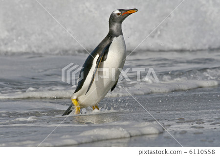 Gentoo penguin (Pygoscelis papua) 6110558