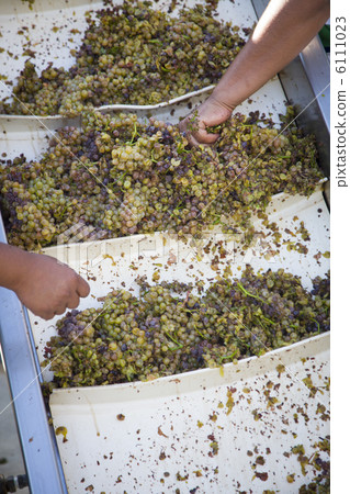 Workers Processing White Wine Grapes at a Vineyard 6111023
