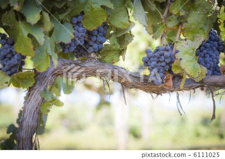 Lush, Ripe Wine Grapes on the Vine 6111025