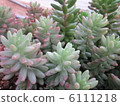 Succulent plants 6111218