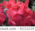 Geranium 6111219