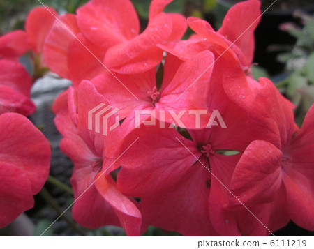 Geranium Geranium 6111219