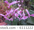Plectranthus 6111222
