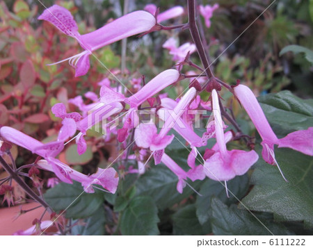Plectranthus Plectranthus 6111222