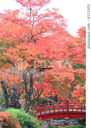 Momiji and red bridge at Atami plum garden December photograph Autumn leaves 6111932