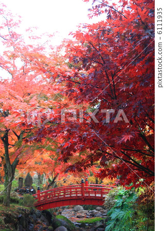 Momiji and red bridge at Atami plum garden December photograph Autumn leaves 6111935