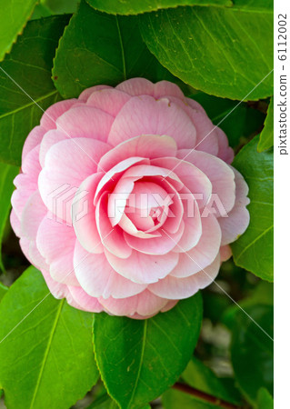 Camellia flower Camellia flower 6112002