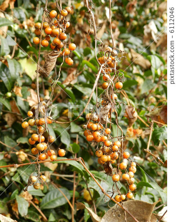 Hexokazura水果 Hexokazura水果 6112046