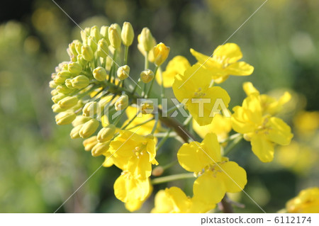 強姦開花 6112174